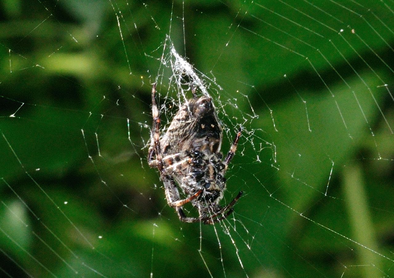 Araneus sp.